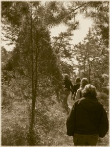 [skogssti]