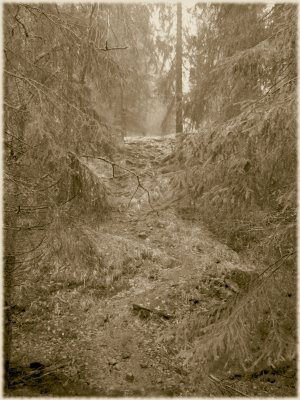 [skog]
